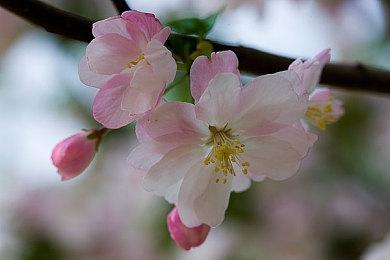 刺客大师艾吉奥和艾沃尔加入《英灵乱战》